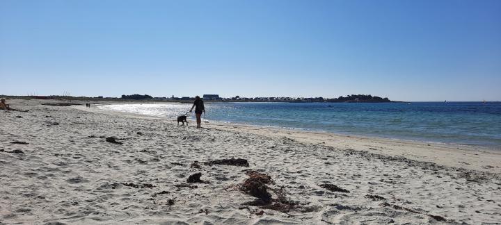 Les plages du Guilvinec  avec des chiens qui crottent sur les plages. Pas de controls!