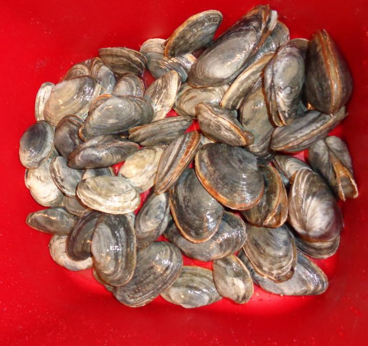 Maine clams - soon to be steamers | United States, Maine