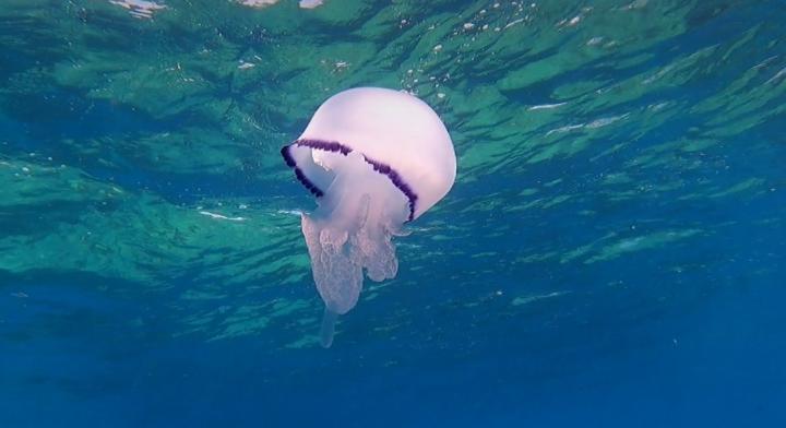 Rhizostoma pulmo, commonly known as the barrel jellyfish, the dustbin-lid jellyfish | Montenegro, Budva Riviera, Buljarica