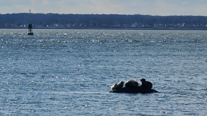 Seals on the rock | United States, New York, Staten Island