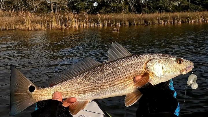 Blackwater bay in east Milton beautiful red fish a bullred! | United States, Florida Gulf Coast, East Milton