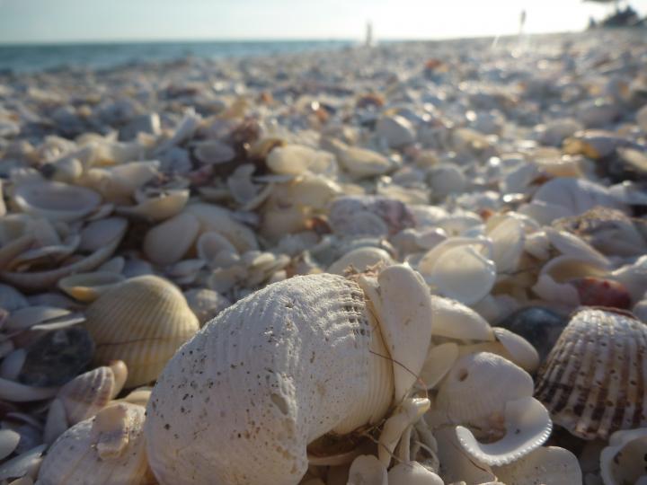 Sanibel Beach | United States, Florida Gulf Coast, Sanibel