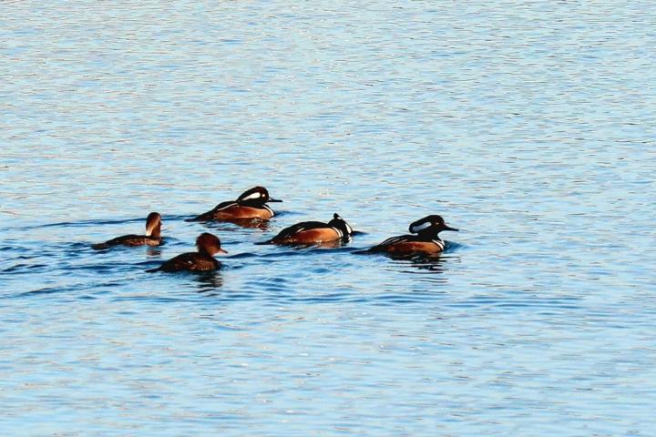 Hooded Merganser Yellow River Ranch East Milton | United States, Florida Gulf Coast, East Milton