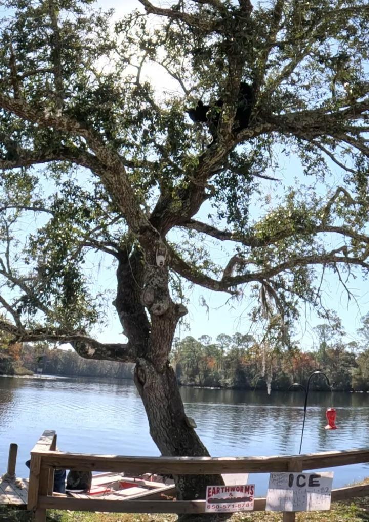 Black bear in tree Browns fish camp East Milton | United States, Florida Gulf Coast, East Milton