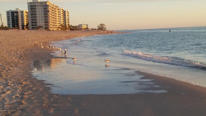 Vereinigte Staaten, Floridas Golfküste, Venice Beach