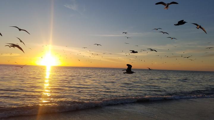 Sunset at Venice Beach | United States, Florida Gulf Coast, Venice Beach