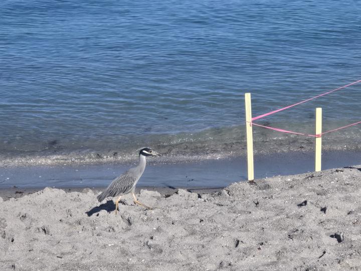 United States, Florida Gulf Coast, Venice Beach
