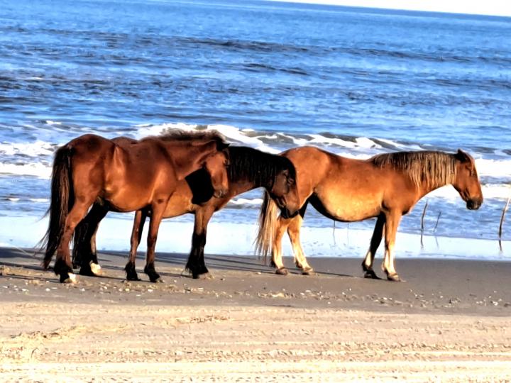 Wild Spanish Mustangs Carova National Wildlife Preserve | United States, North Carolina, Carova Beach