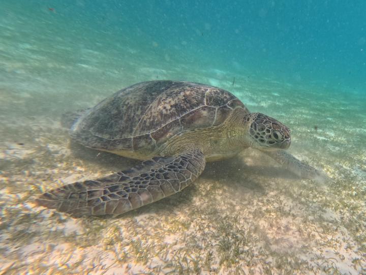 Turtle | Maldives, Kuredu