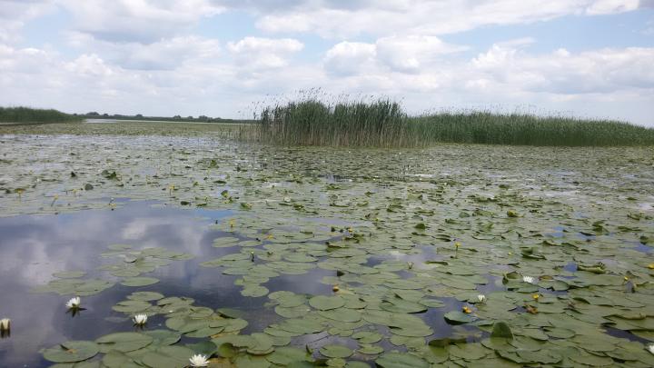 Delta Dunării | Romania