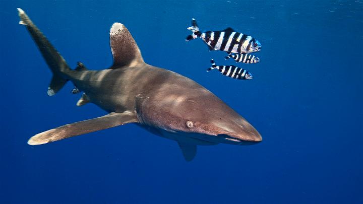 Begegnung mit einem Weißspitzen-Hochseehai (Carcharhinus longimanus) am Elphinstone Riff | Egypt, Elphinstone Reef