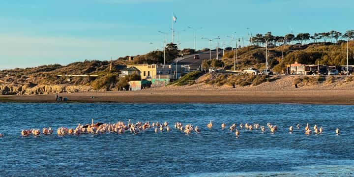 Pink Flamingos at Puerto Madryn Beach | Argentina, Chubut, Puerto Madryn