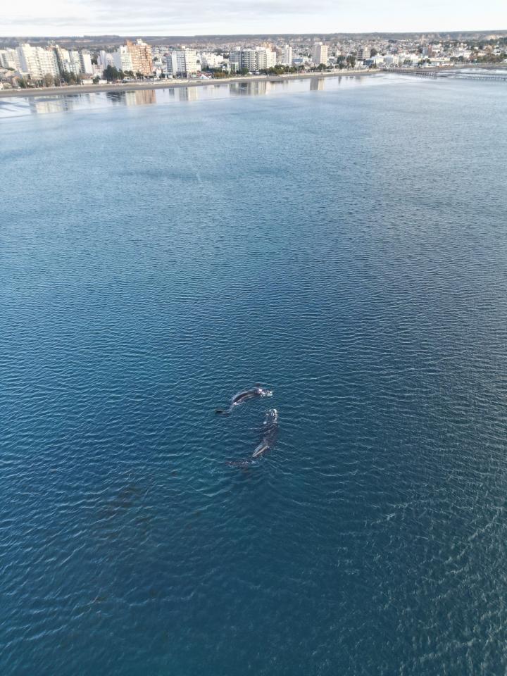 17May2024 Whales arrive offshore | Argentina, Chubut, Puerto Madryn