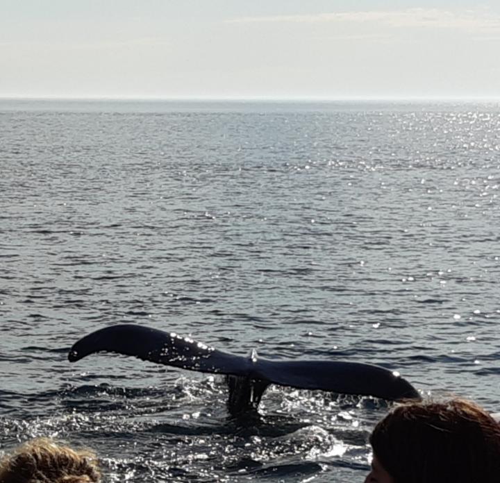 Whale watching off Briar Island | Canada, Nova Scotia