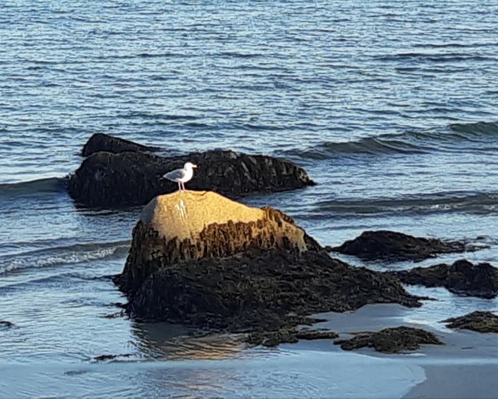 Seagull basking on rock | Canada, Nova Scotia, Liverpool