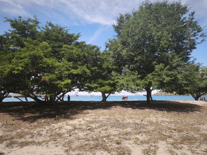 Komodo | Indonesia, Komodo