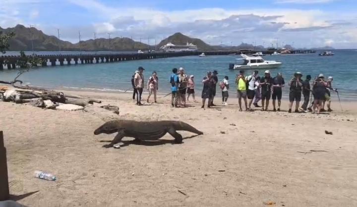 Komodo | Indonesia, Komodo