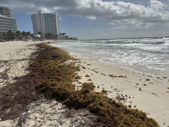 Northern most point of the hotel zone Cancun. Sargassum is thick, waves are very high and dangerous. | Mexico, Quintana Roo, Cancun